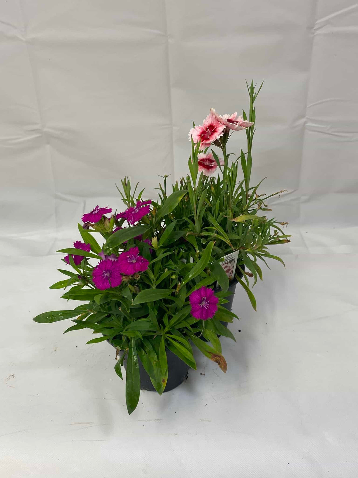 Dianthus