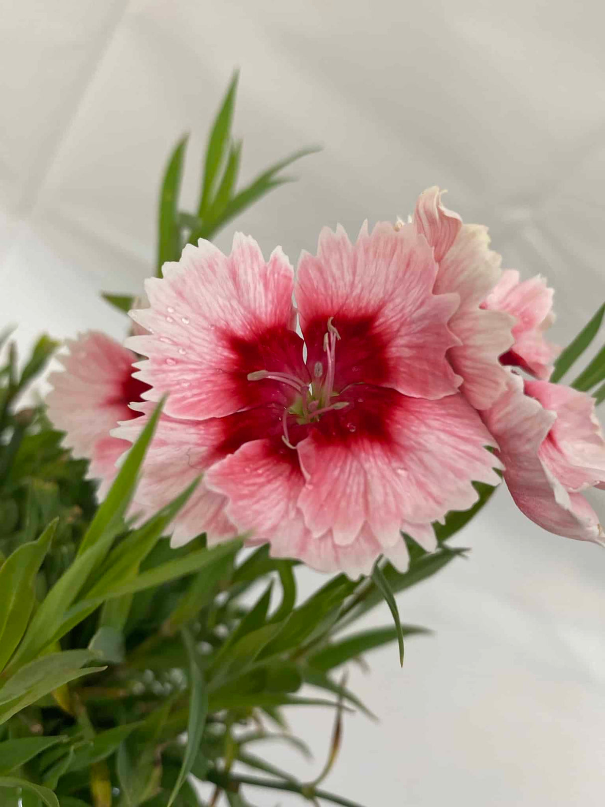 Dianthus