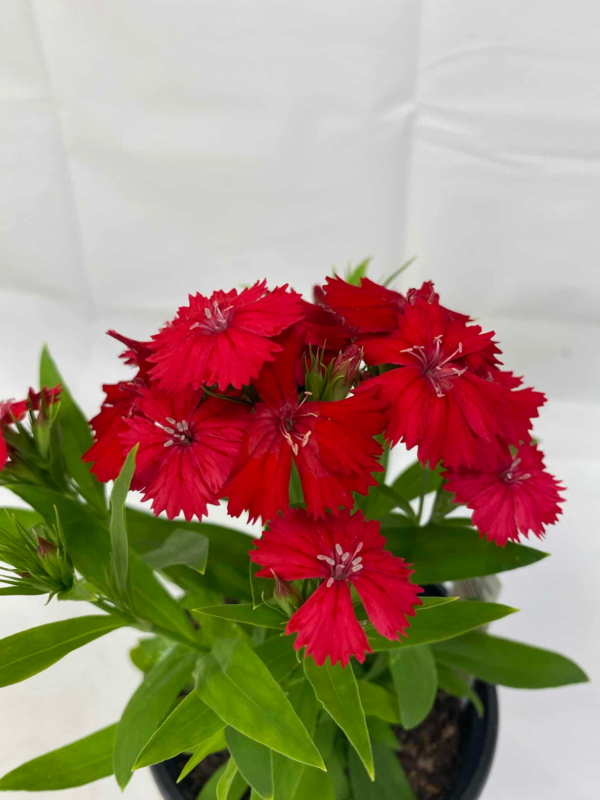 Dianthus