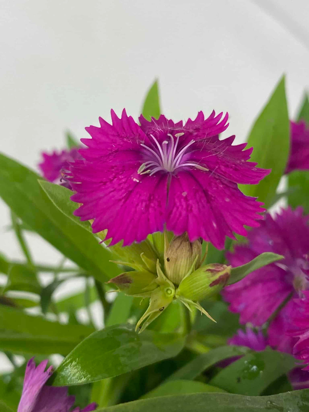 Dianthus