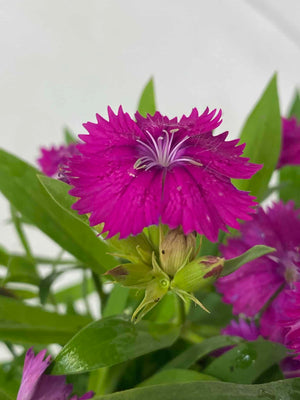 Dianthus