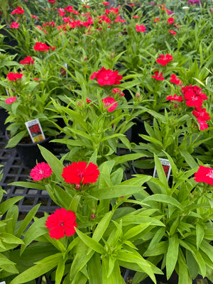 Dianthus