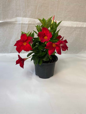 dipladenia plant indoors Dipladenia – Liberty Landscape Supply