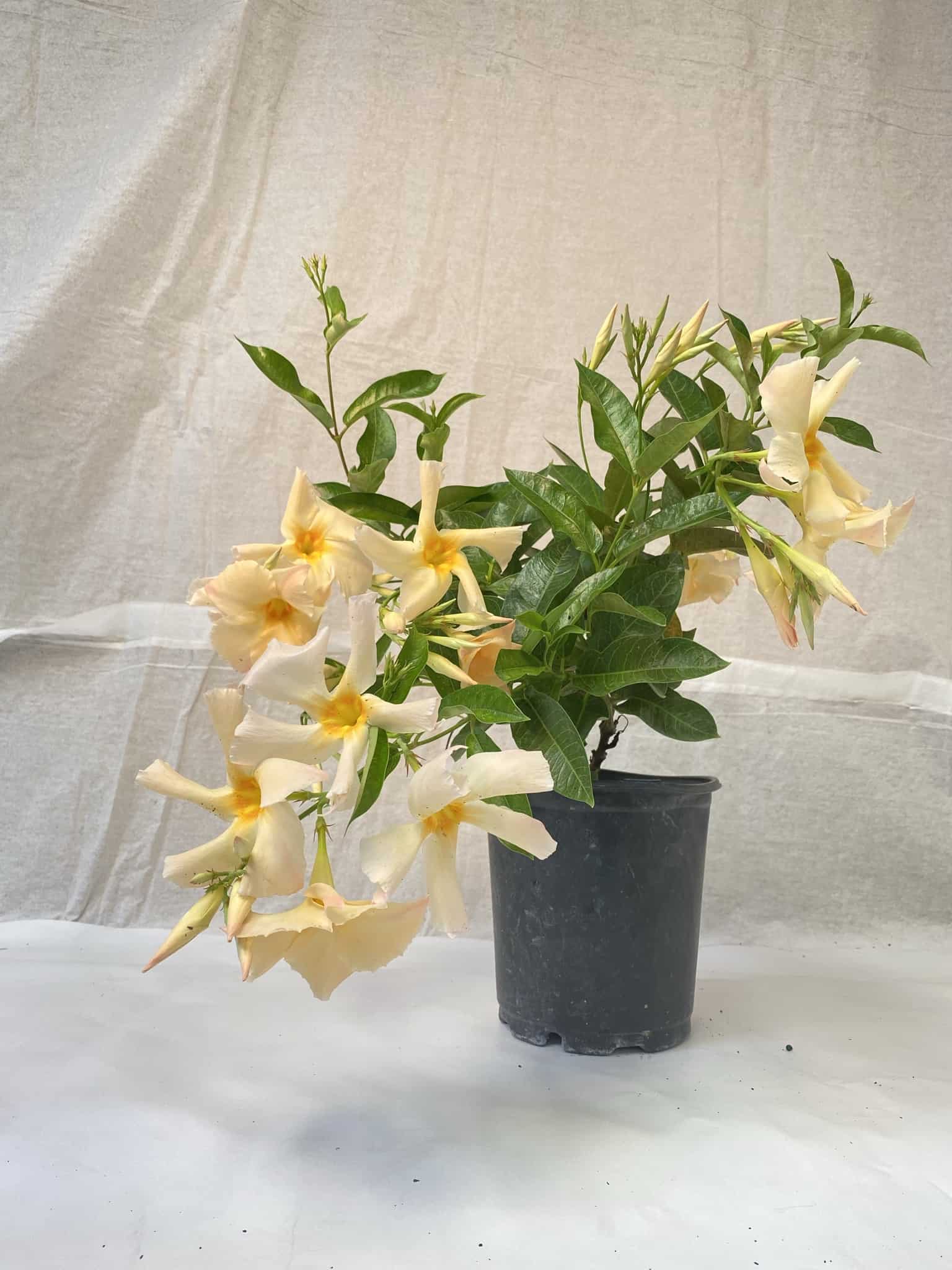 Dipladenia | Plants | Liberty Landscape Supply