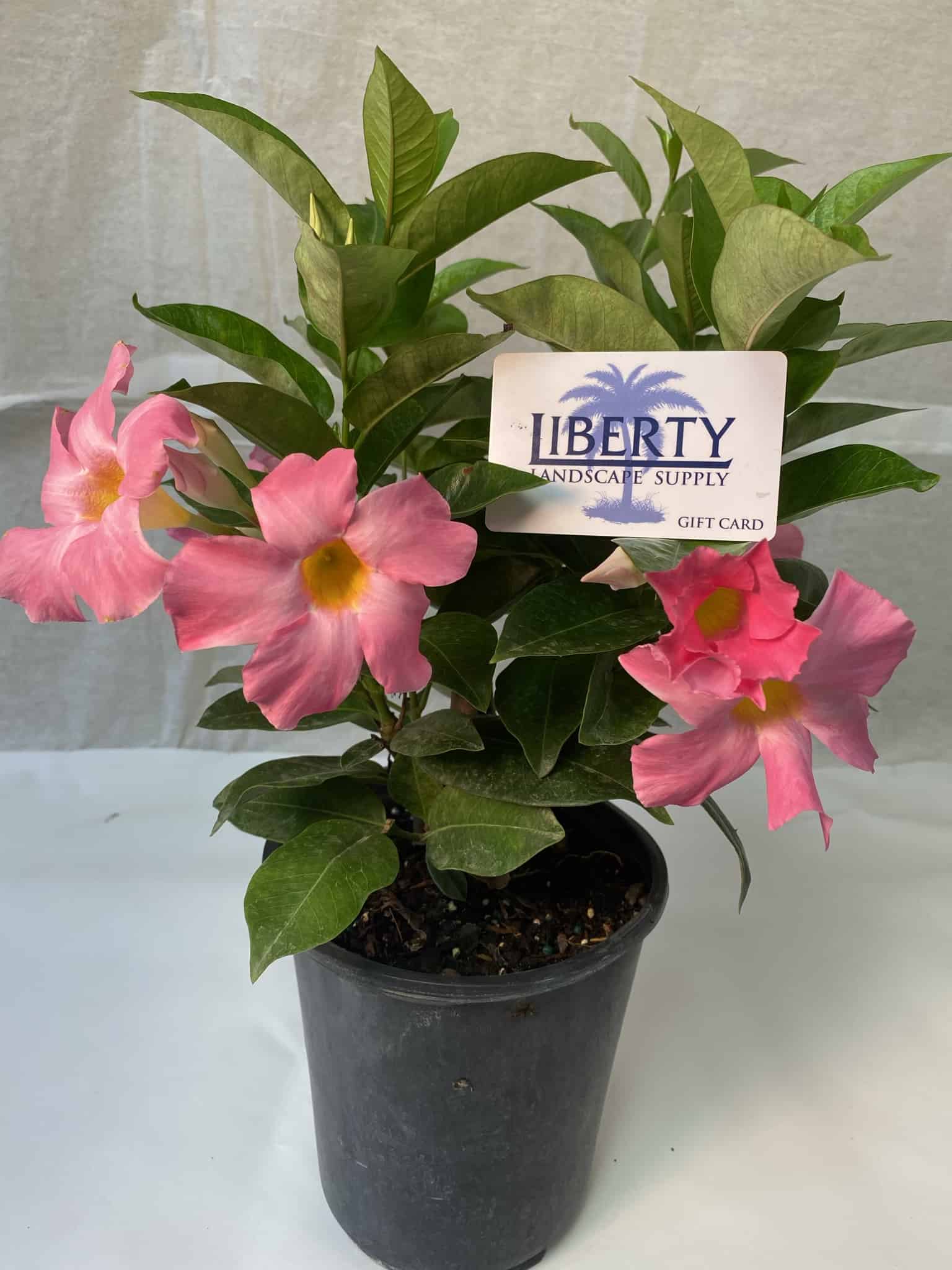 Dipladenia | Plants | Liberty Landscape Supply