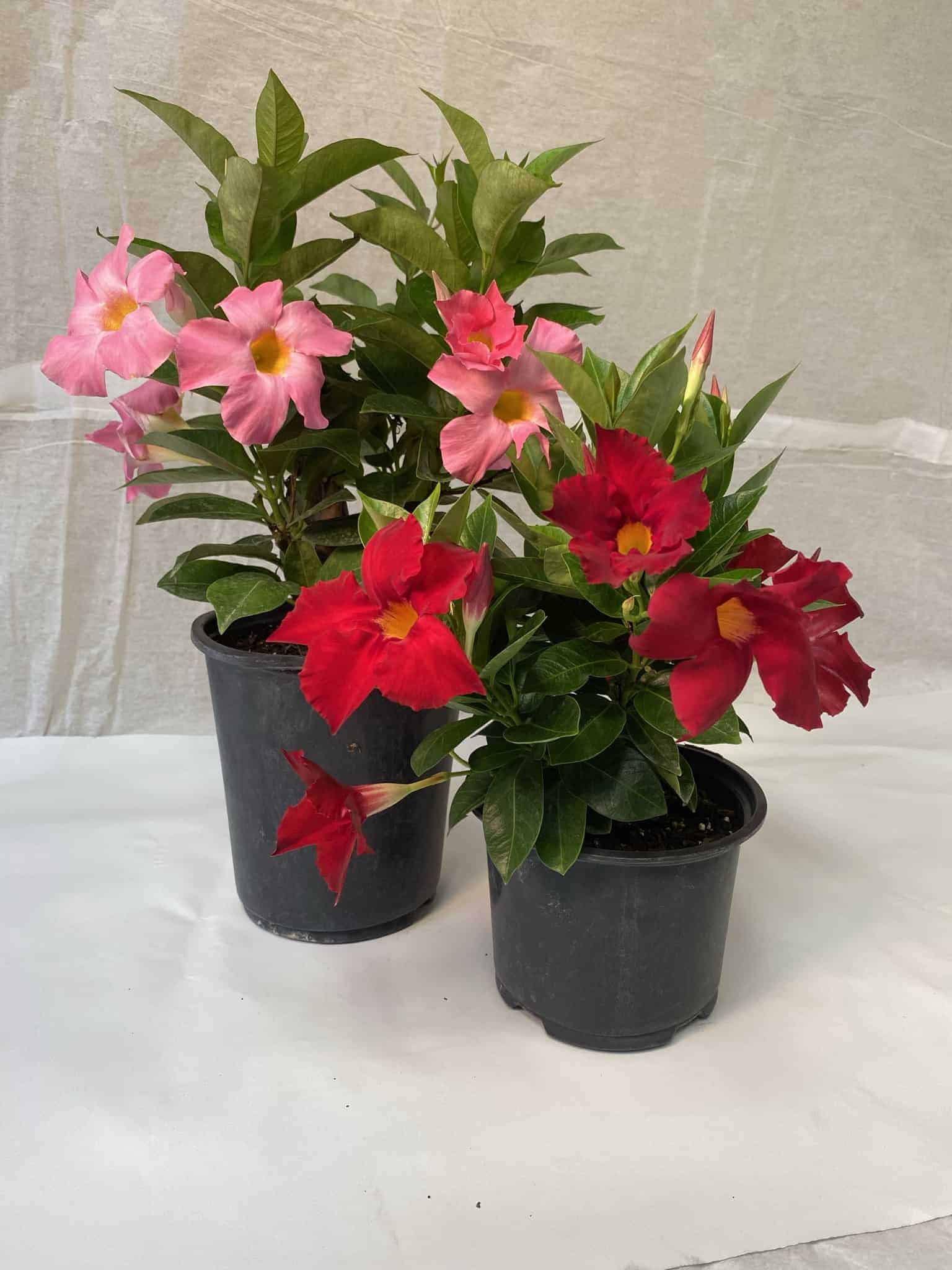 Dipladenia | Plants | Liberty Landscape Supply