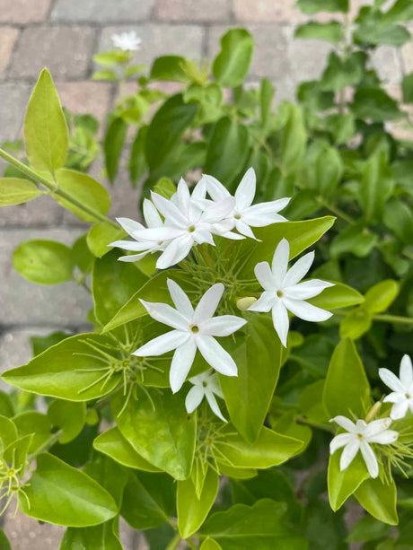 Downy Jasmine 3-gallon