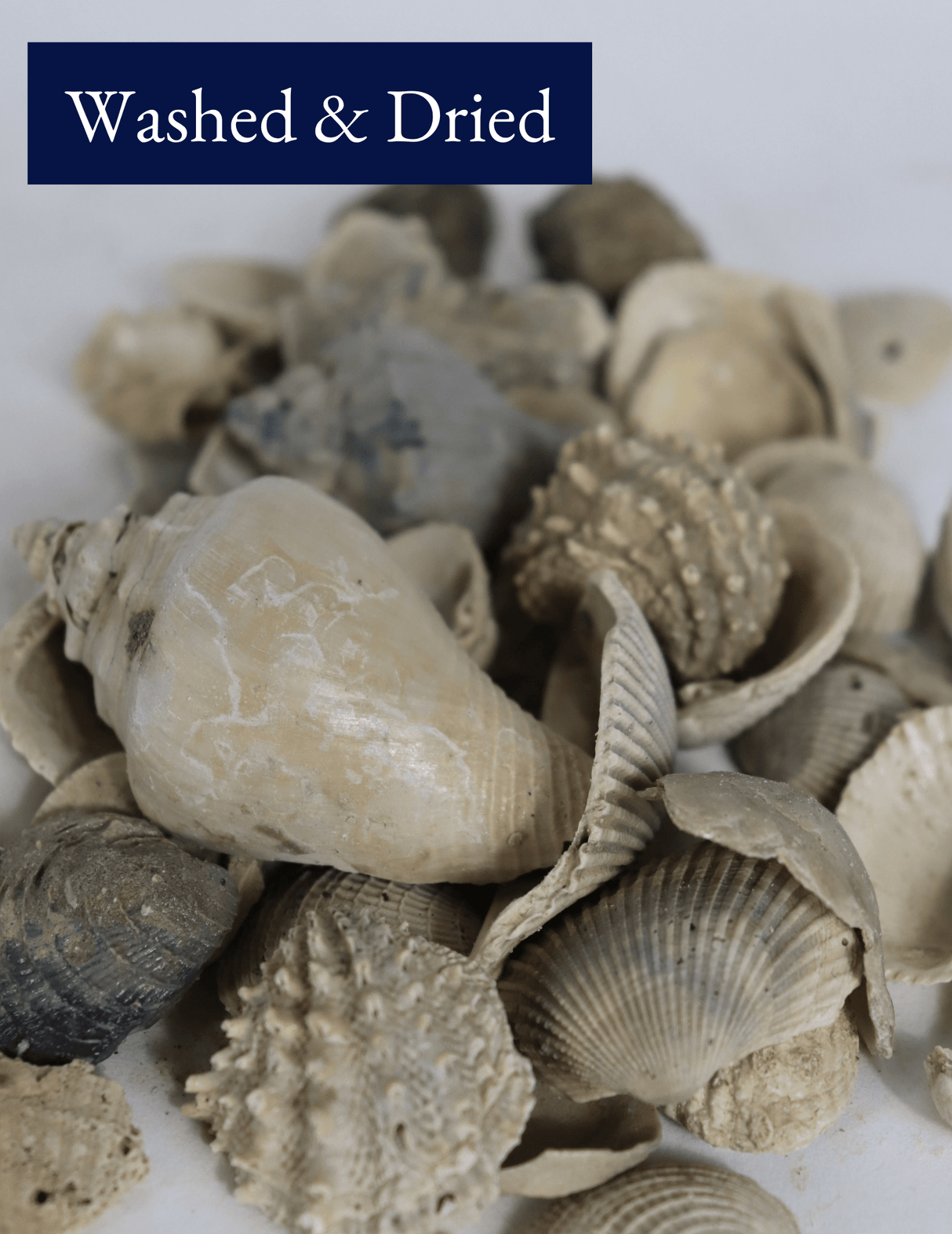 Medium Washed Shell - Bulk