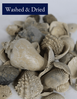 Medium Washed Shell - Bulk