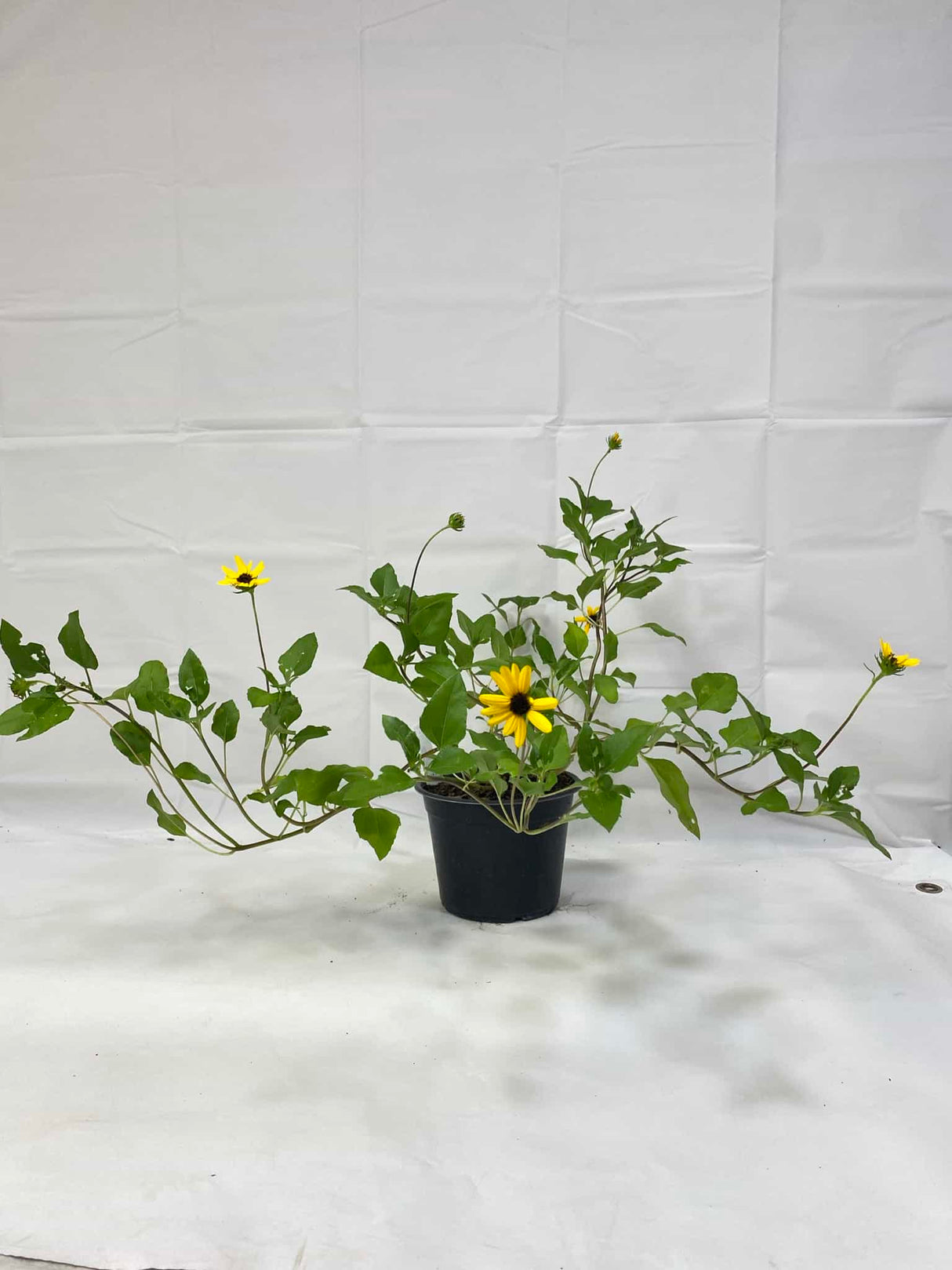 Dune Sunflowers