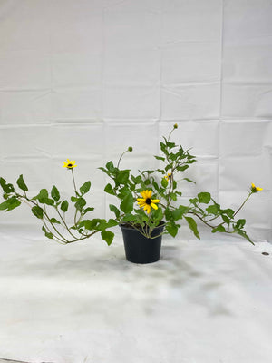 Dune Sunflowers