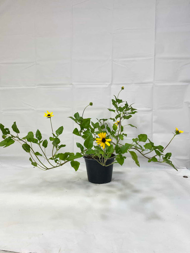 Dune Sunflowers