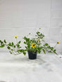 Dune Sunflowers