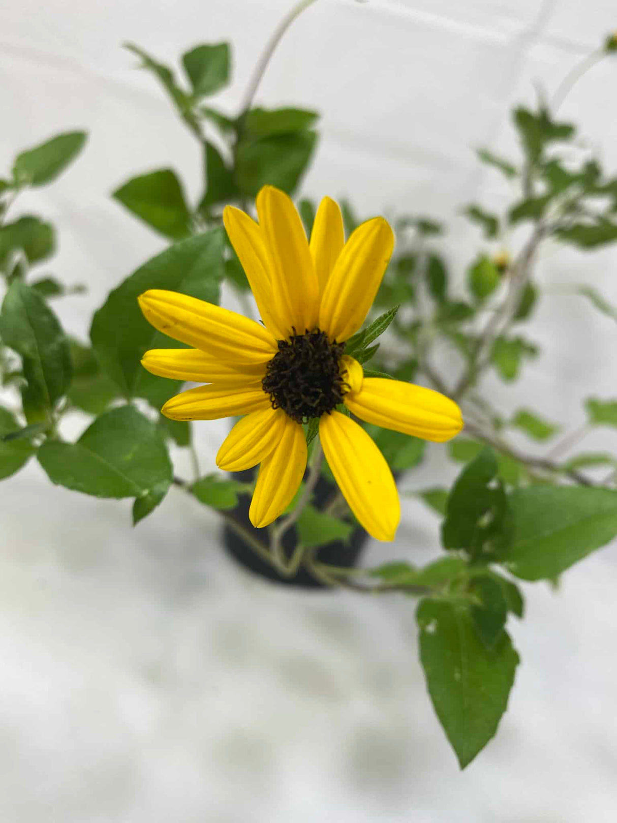 Dune Sunflowers