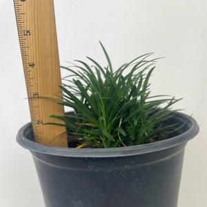 Dwarf Mondo Grass