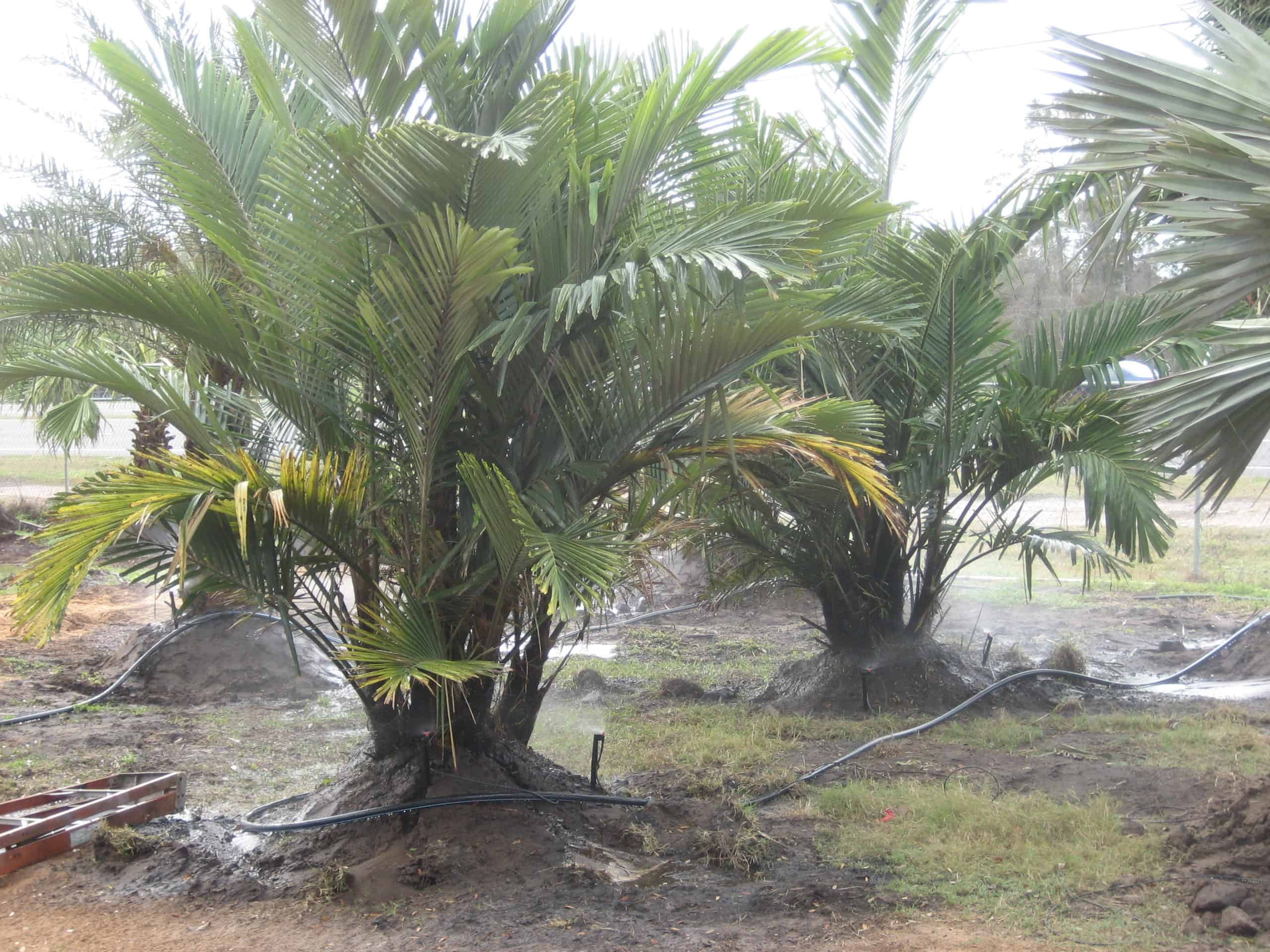 Dwarf Sugar Palm | Trees | Liberty Landscape Supply