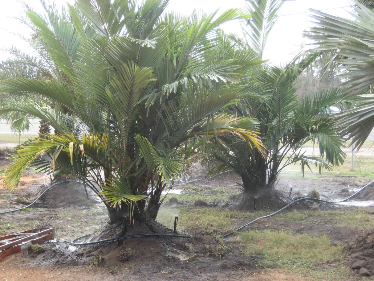 Dwarf Sugar Palm