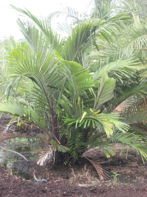 Dwarf Sugar Palm