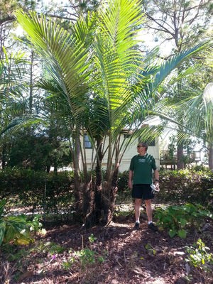 Dwarf Sugar Palm