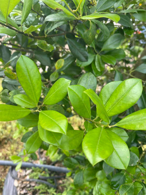 East Palatka Holly