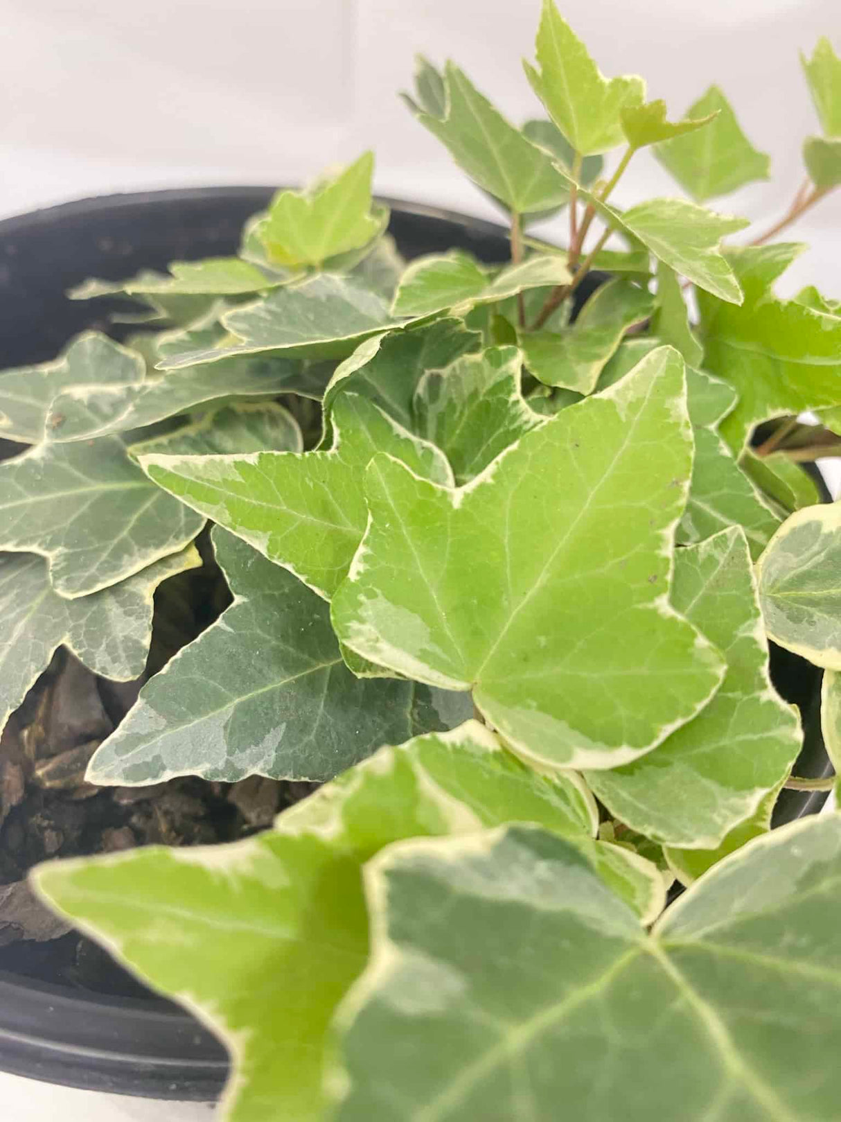 English Ivy