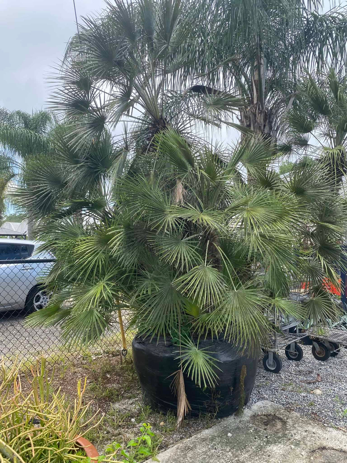 European Fan Palm