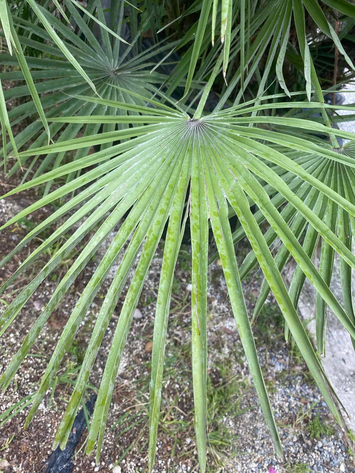 European Fan Palm