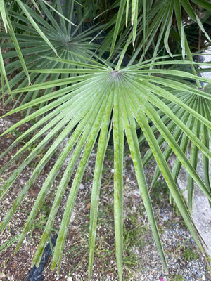 European Fan Palm