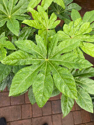 Fatsia