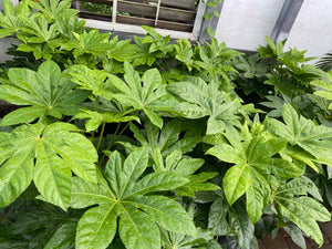 Fatsia