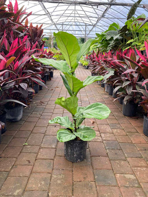 Fiddle Leaf Fig