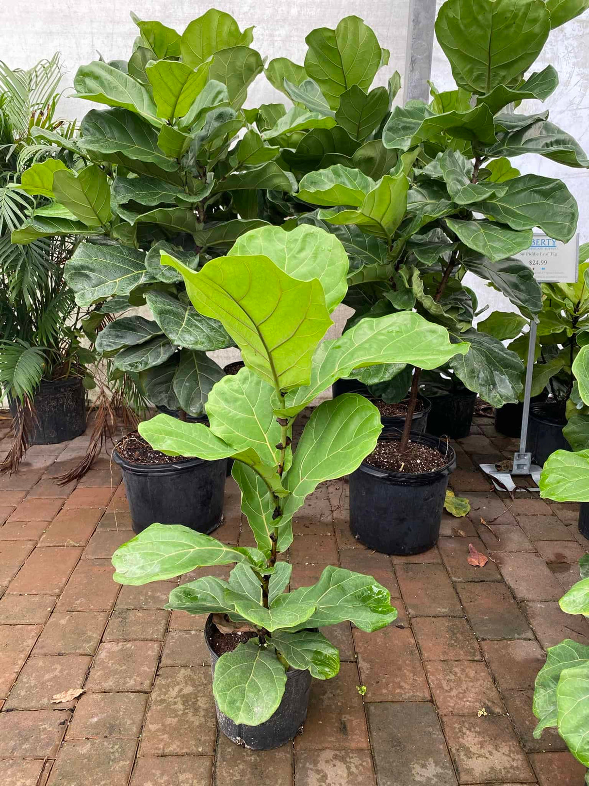 Fiddle Leaf Fig