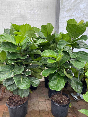 2 gallon fiddle leaf fig Fiddle Leaf Fig – Liberty Landscape Supply