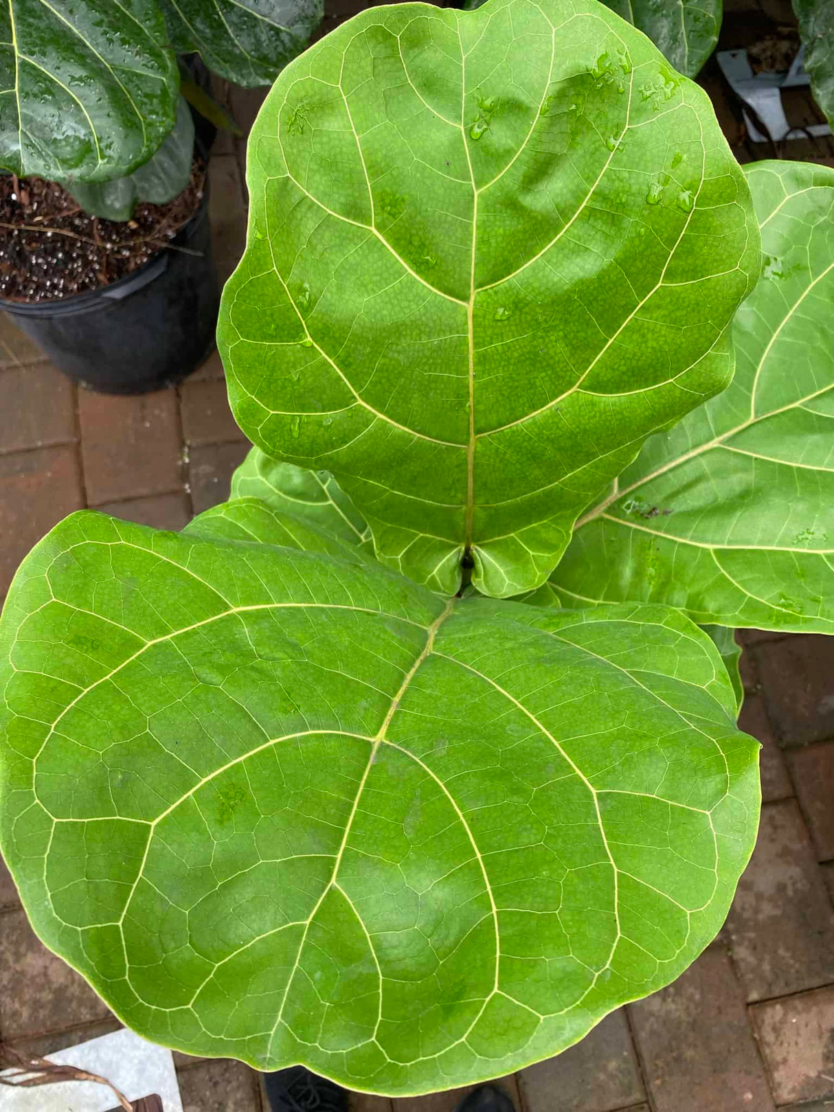 Fiddle Leaf Fig