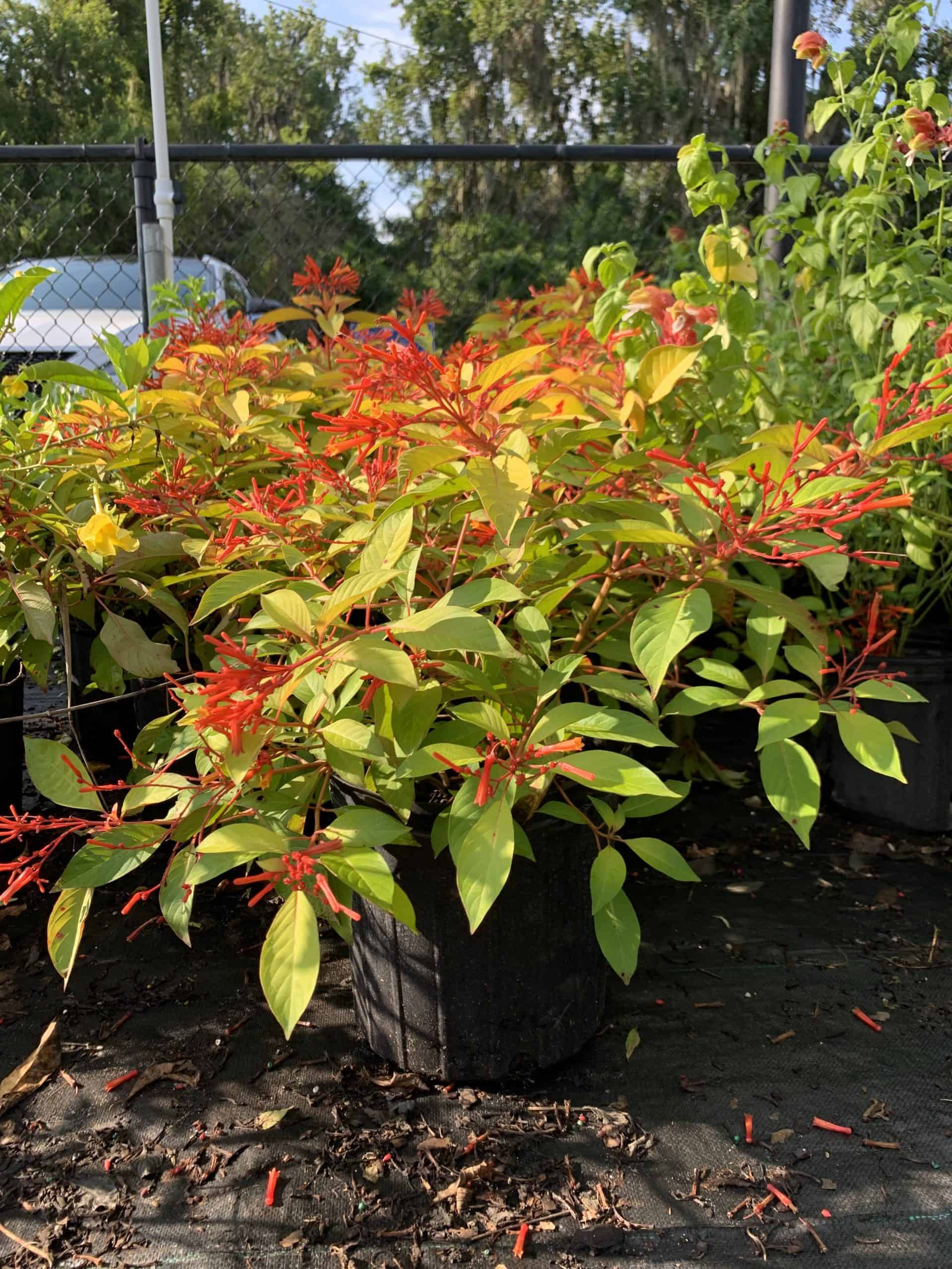 firebush succulent Firebush – Liberty Landscape Supply