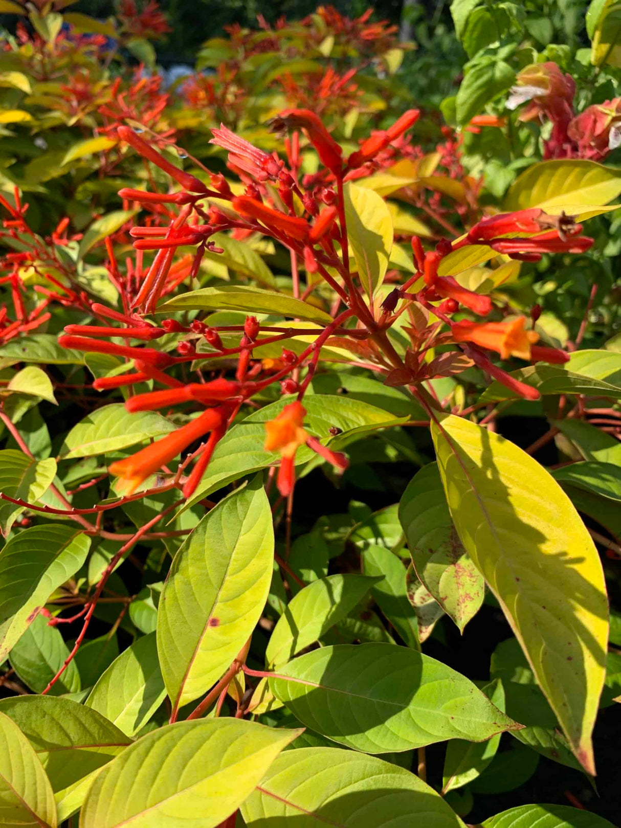 Firebush