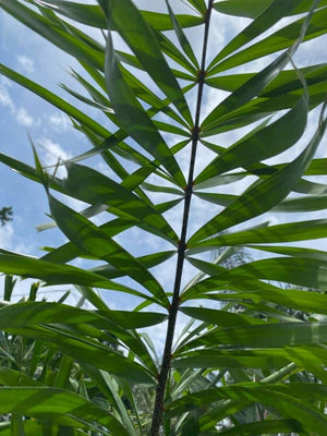 Foxtail Palm