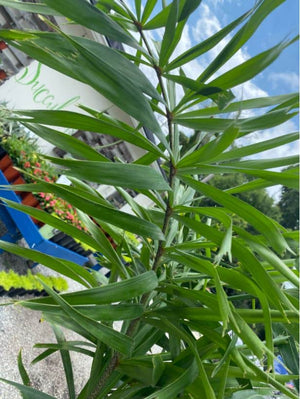 Foxtail Palm