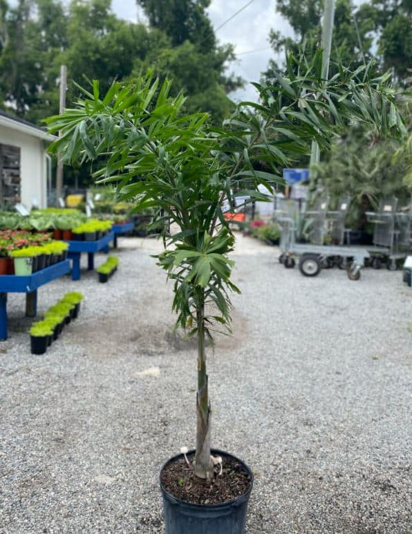 foxtail palm planting distance Foxtail Palm – Liberty Landscape Supply
