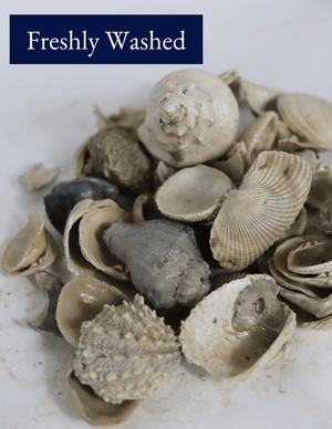 Medium Washed Shell - Bulk