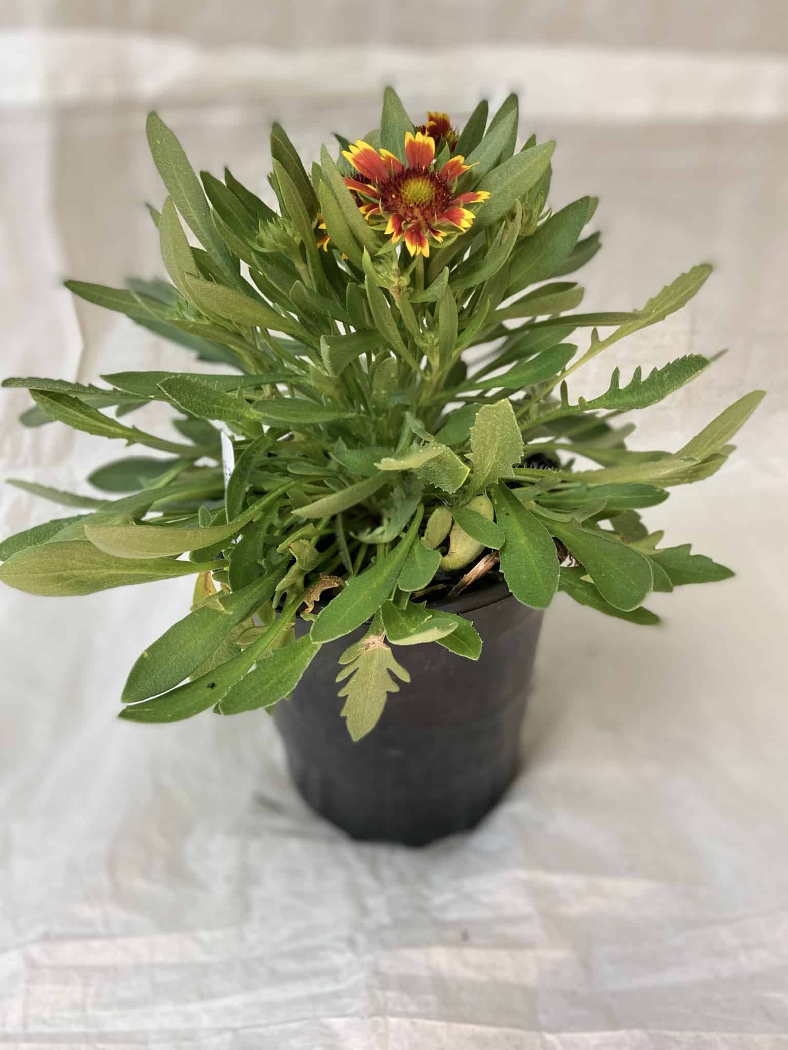 Gaillardia – Liberty Landscape Supply