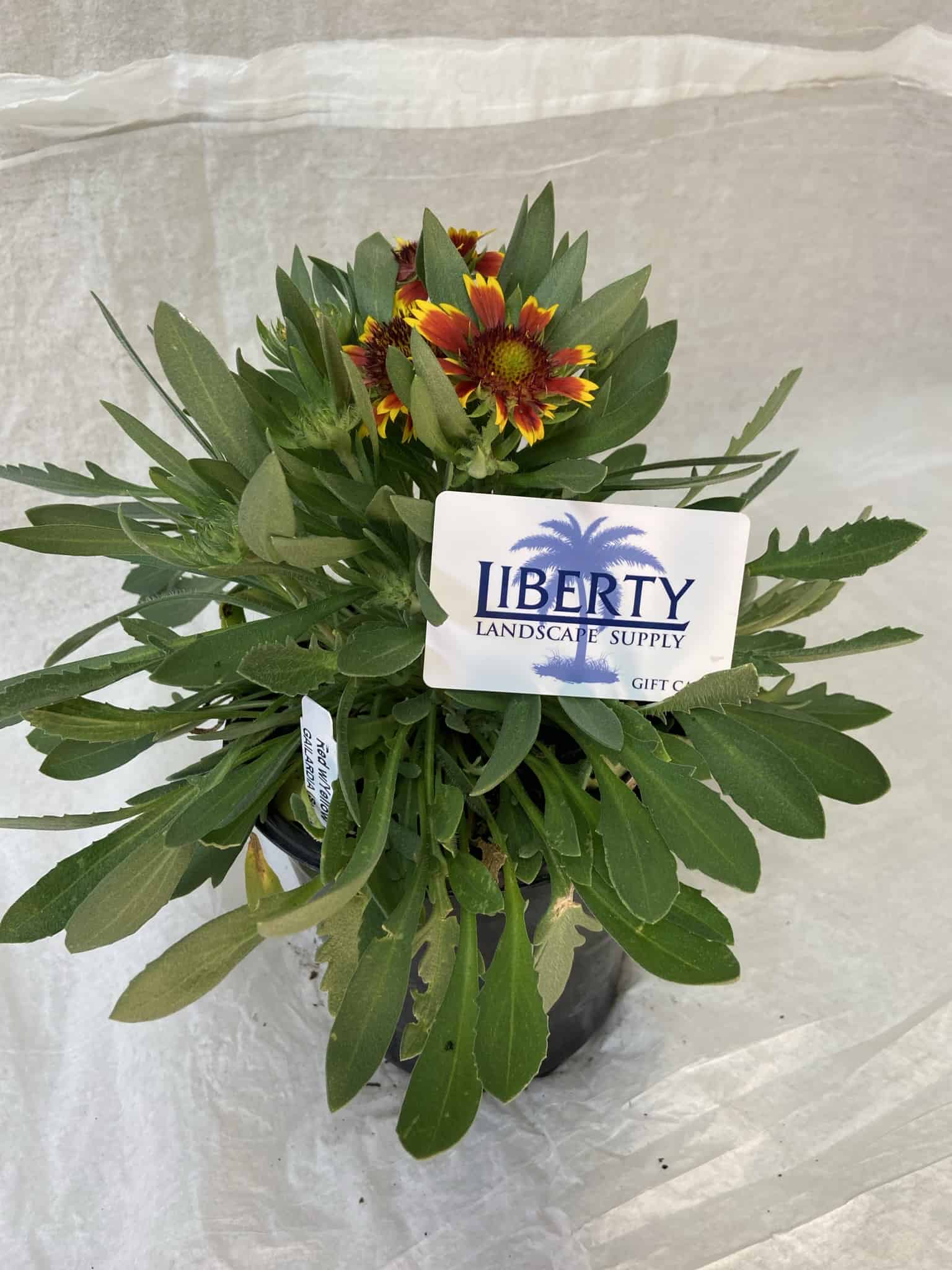 Gaillardia – Liberty Landscape Supply