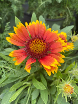 Gaillardia – Liberty Landscape Supply