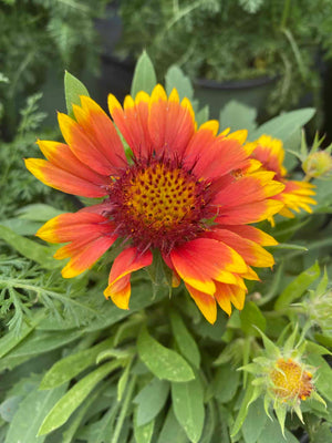 Gaillardia