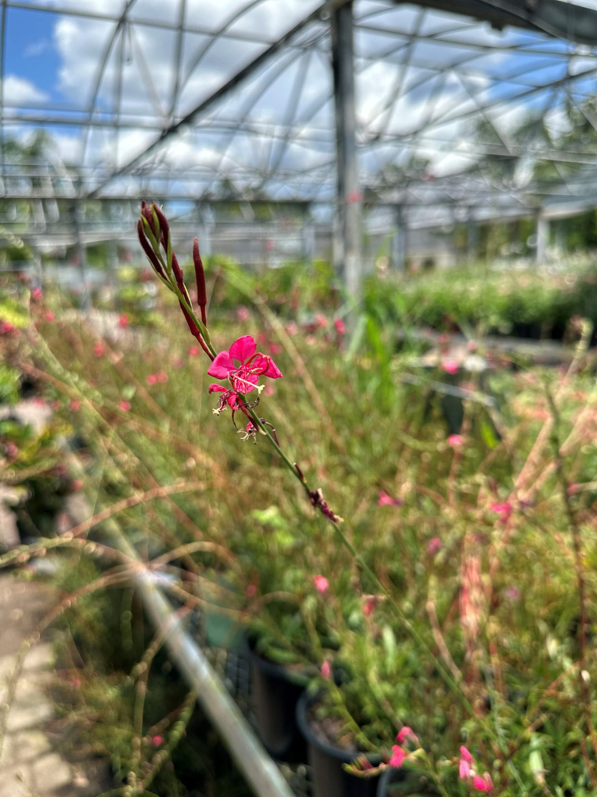 Gaura