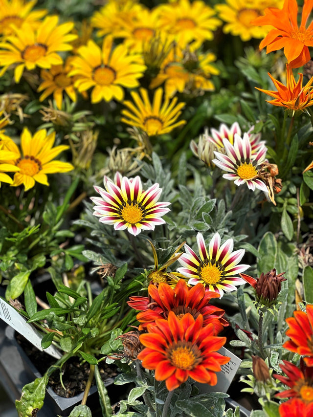 Gazania