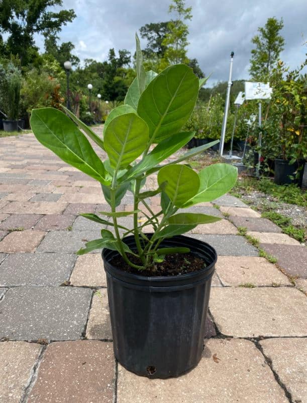 giant weed plants Giant Milkweed – Liberty Landscape Supply