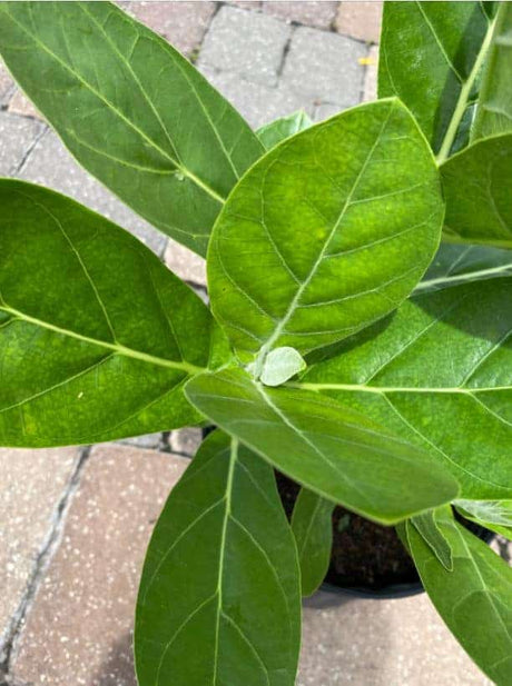 Giant Milkweed