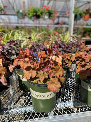 Heuchera ~ Monrovia