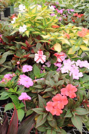 Sunpatiens